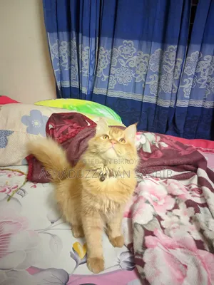 1+ Year Male Purebred Persian