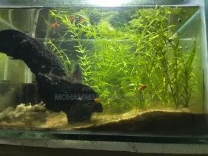 Used Aquarium