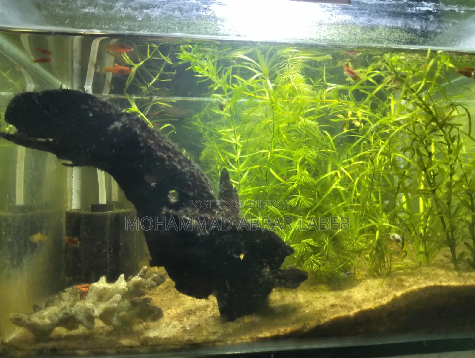Used Aquarium