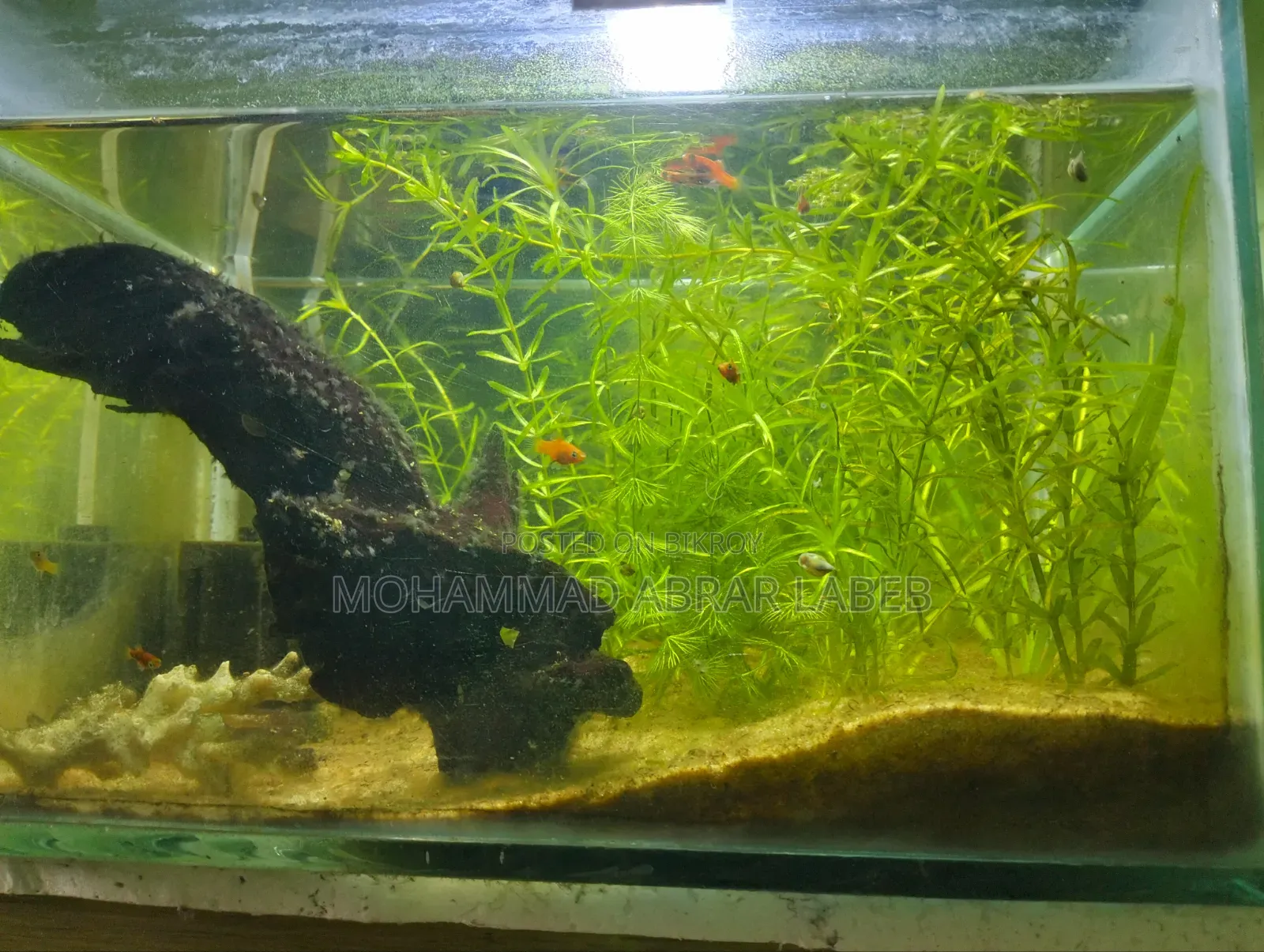 Used Aquarium