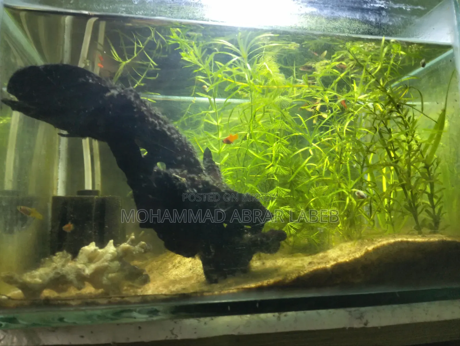 Used Aquarium