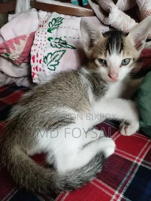 ১-৩ মাস বয়সী নর পিউব্রেড বেঙ্গল