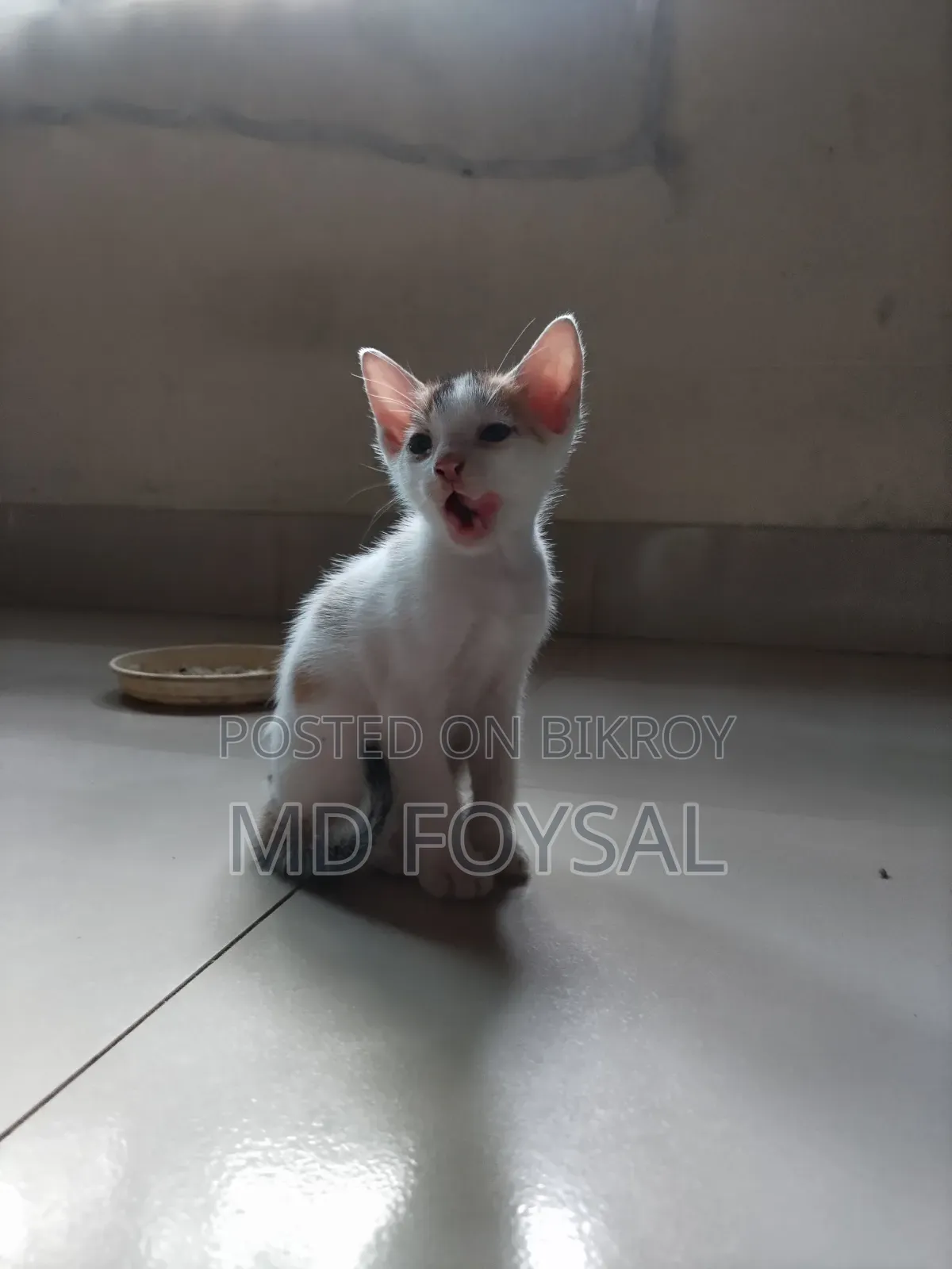 ১-৩ মাসের নর পিওরব্রেড বেঙ্গল