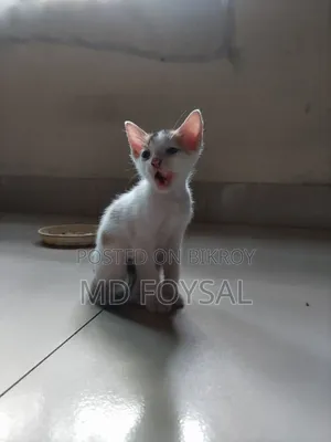 ১-৩ মাসের নর পিওরব্রেড বেঙ্গল