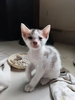 ১-৩ মাসের নর পিওরব্রেড বেঙ্গল