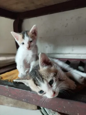 ১-৩ মাসের নর পিওরব্রেড বেঙ্গল