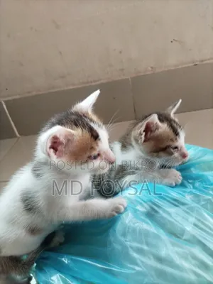 ১-৩ মাসের নর পিওরব্রেড বেঙ্গল