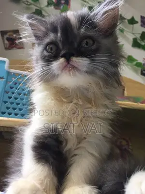 1-3 months Female Purebred Persian