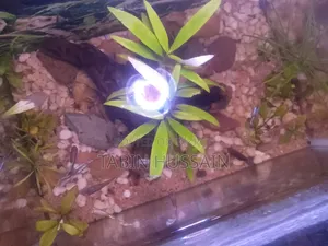 কোবরা এবং ফেন্সি গাপ্পি ২ পিস (মেল)