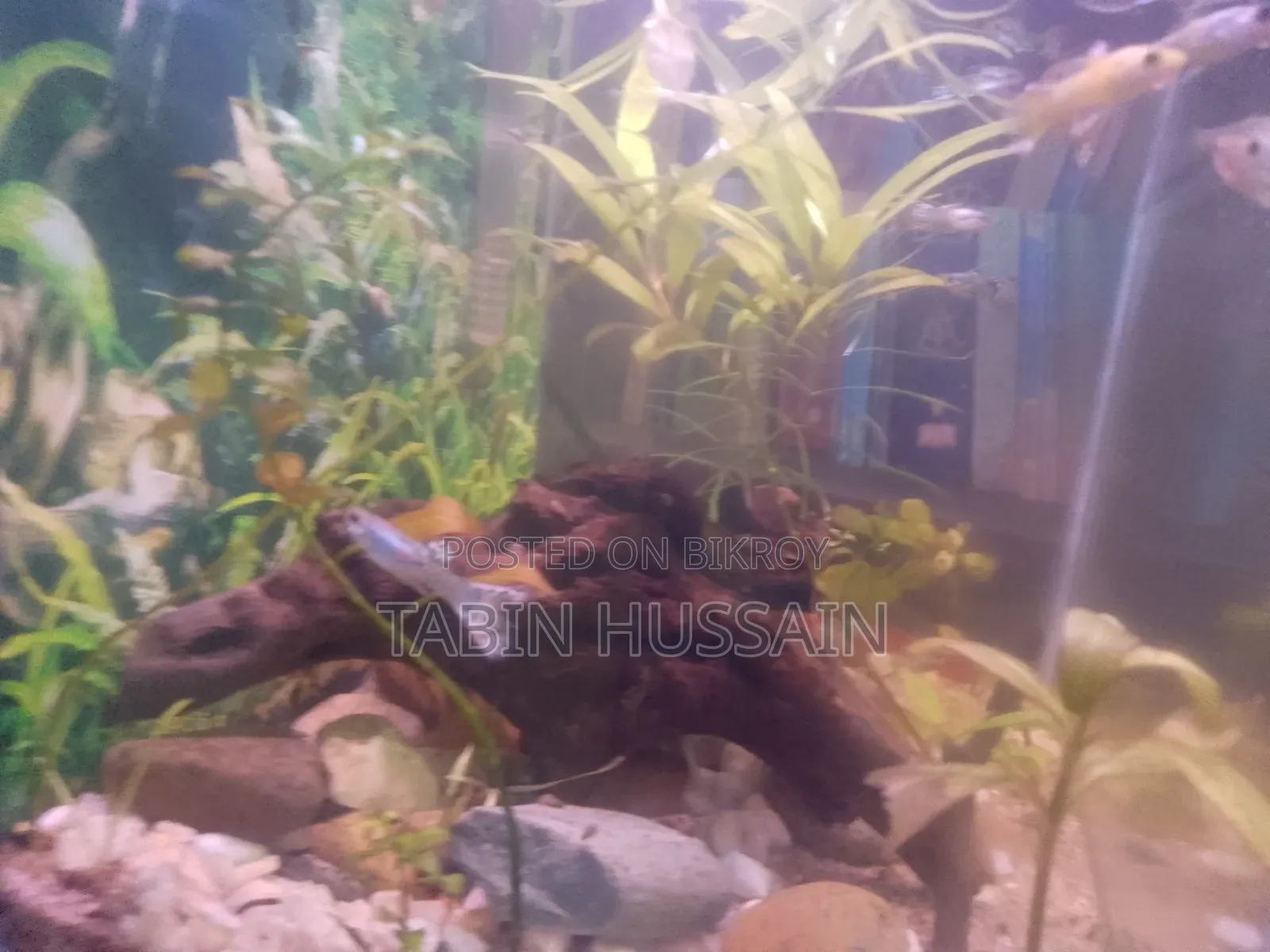 কোবরা এবং ফেন্সি গাপ্পি ২ পিস (মেল)