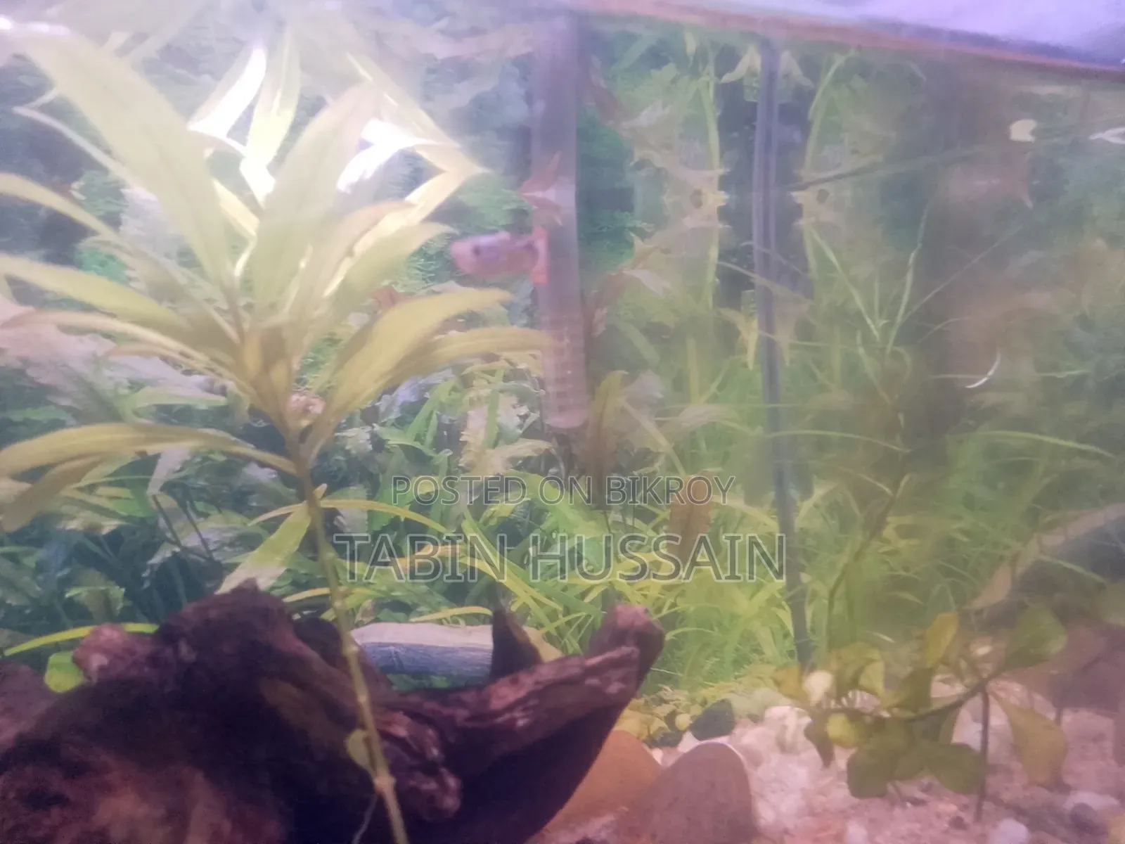 কোবরা এবং ফেন্সি গাপ্পি ২ পিস (মেল)