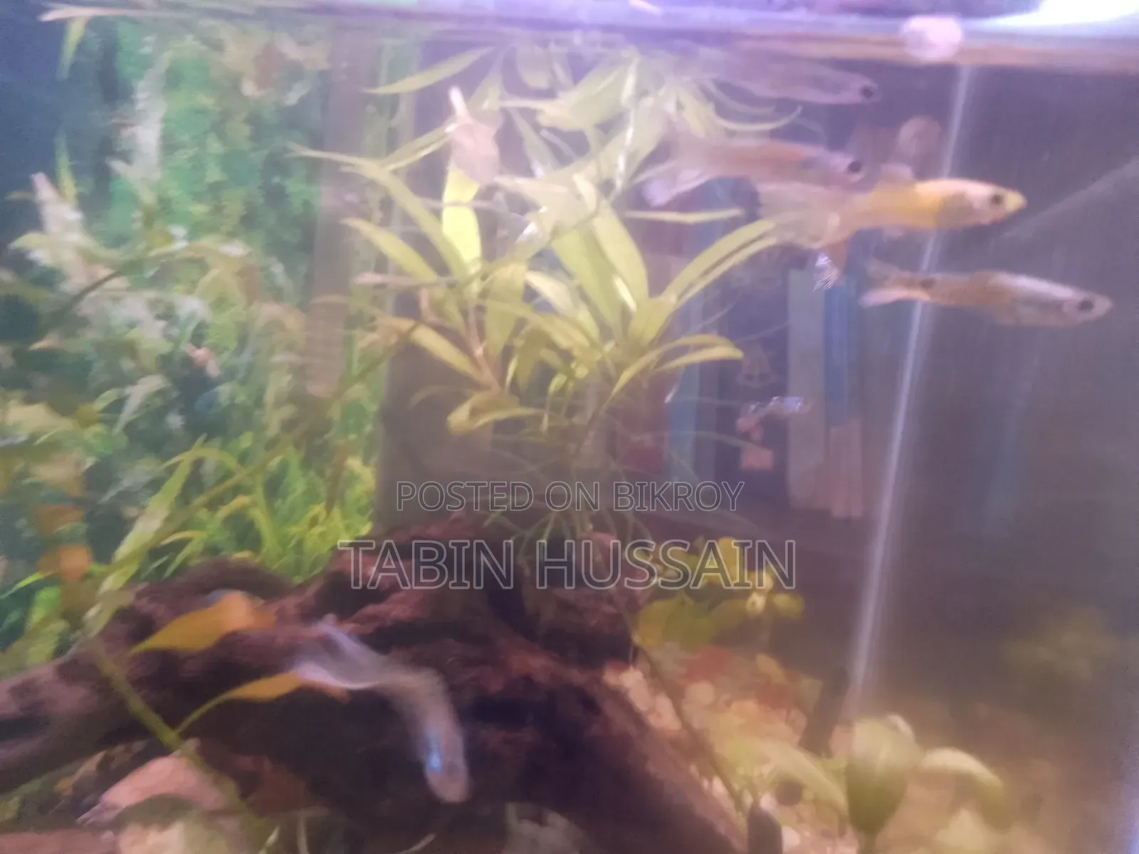 কোবরা এবং ফেন্সি গাপ্পি ২ পিস (মেল)