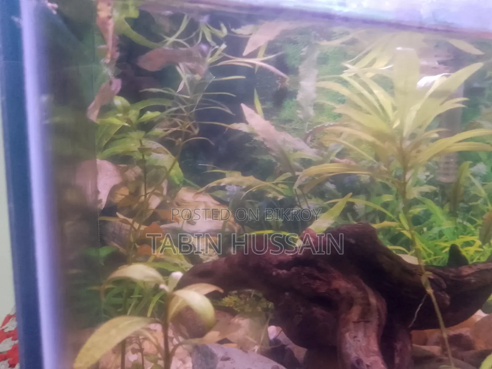কোবরা এবং ফেন্সি গাপ্পি ২ পিস (মেল)