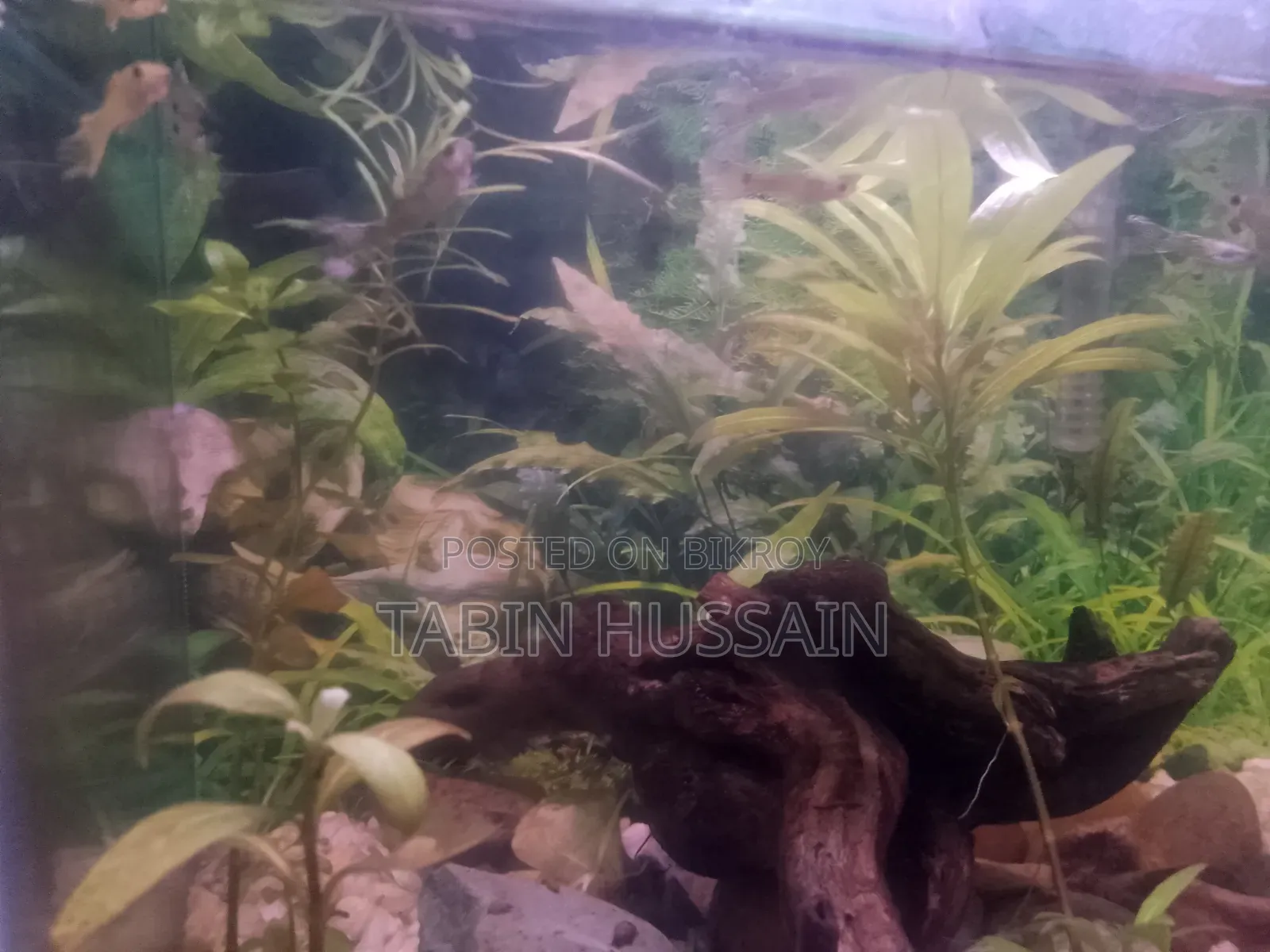 কোবরা এবং ফেন্সি গাপ্পি ২ পিস (মেল)