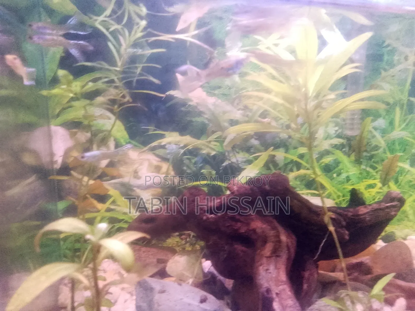 কোবরা এবং ফেন্সি গাপ্পি ২ পিস (মেল)