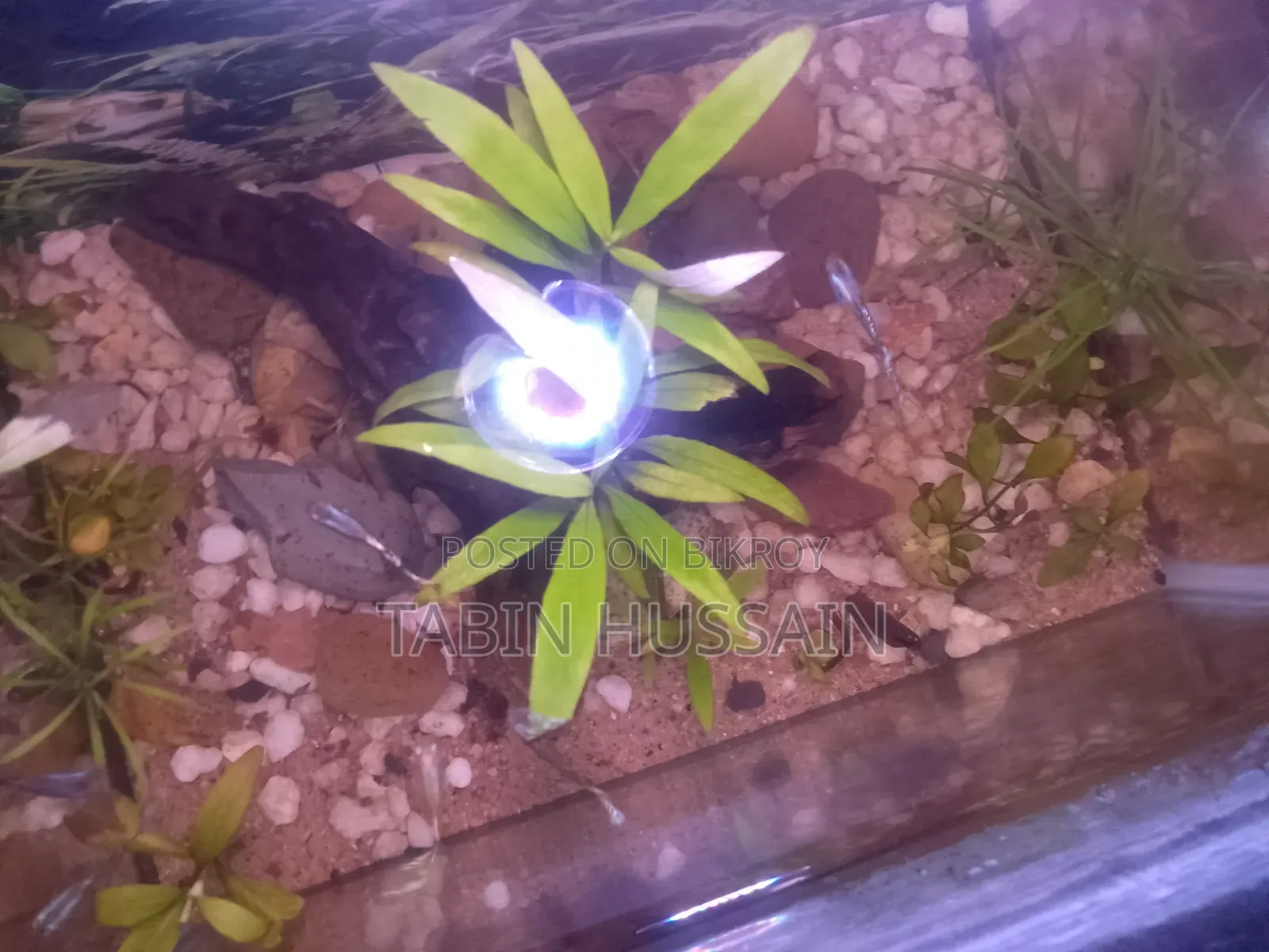 কোবরা এবং ফেন্সি গাপ্পি ২ পিস (মেল)