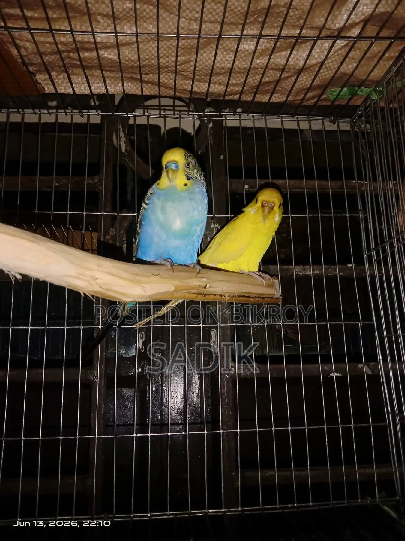 Spangle Budgerigar