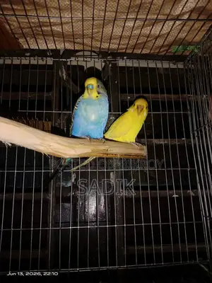 Spangle Budgerigar