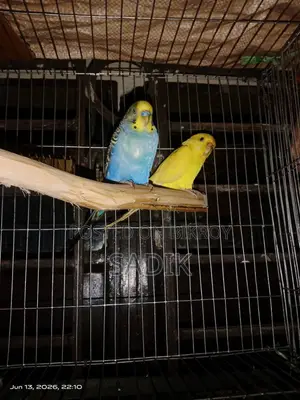 Spangle Budgerigar