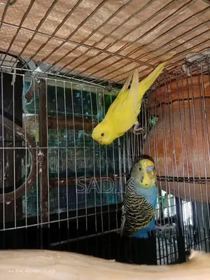 Spangle Budgerigar