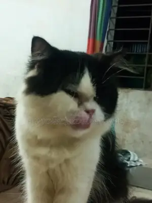 ১+ বছরের পুরুষ খাঁটি পার্সিয়ান বিড়াল