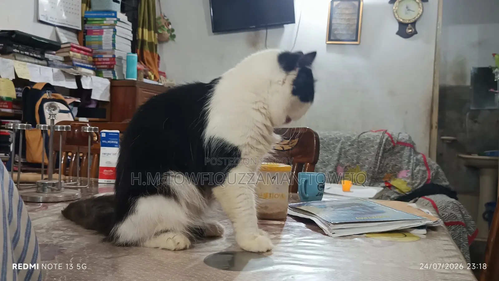 ১+ বছরের পুরুষ খাঁটি পার্সিয়ান বিড়াল
