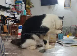 ১+ বছরের পুরুষ খাঁটি পার্সিয়ান বিড়াল