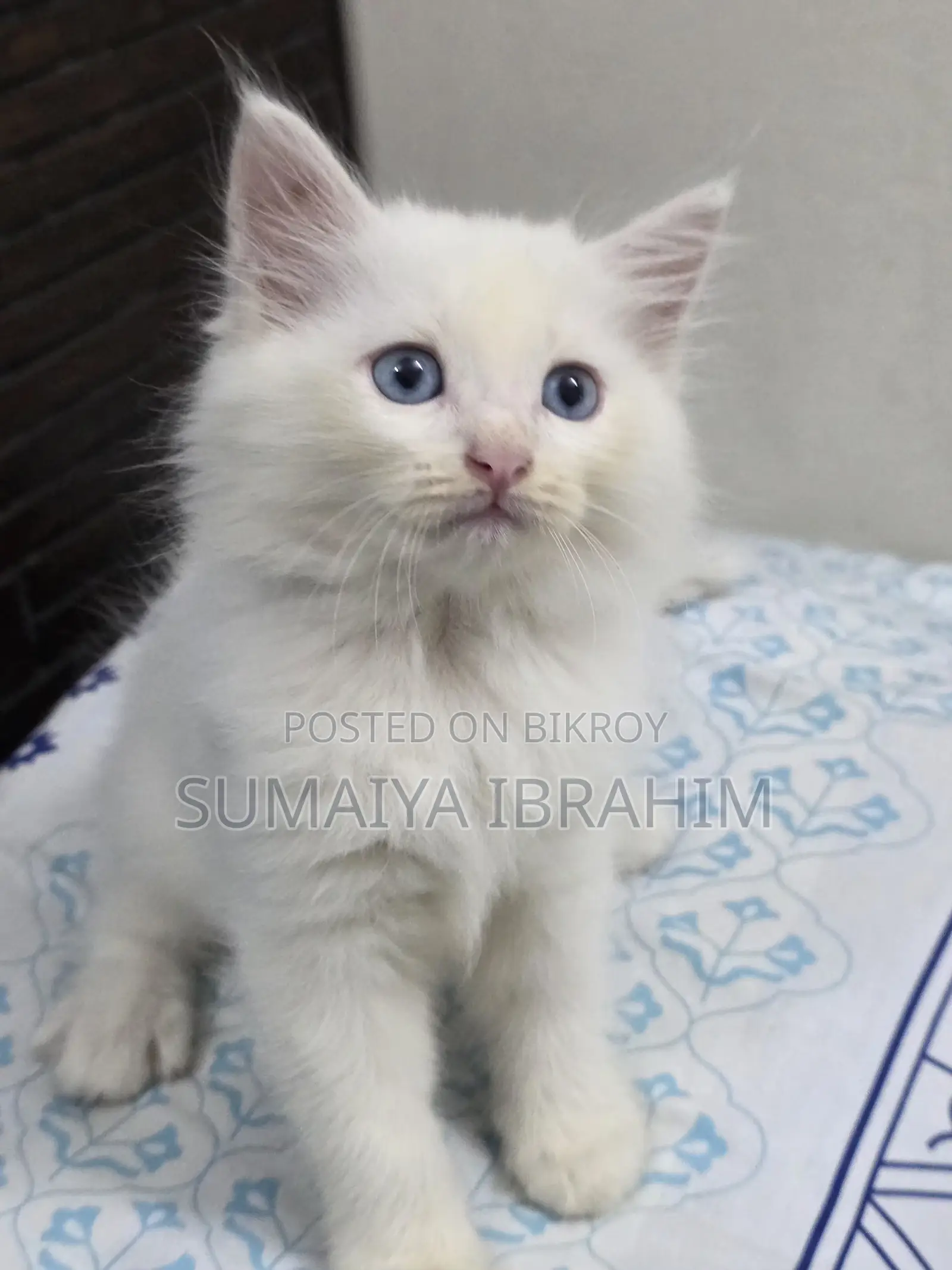 ১-৩ মাসের নর পিওরব্রেড পার্সিয়ান