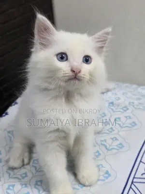 ১-৩ মাসের নর পিওরব্রেড পার্সিয়ান