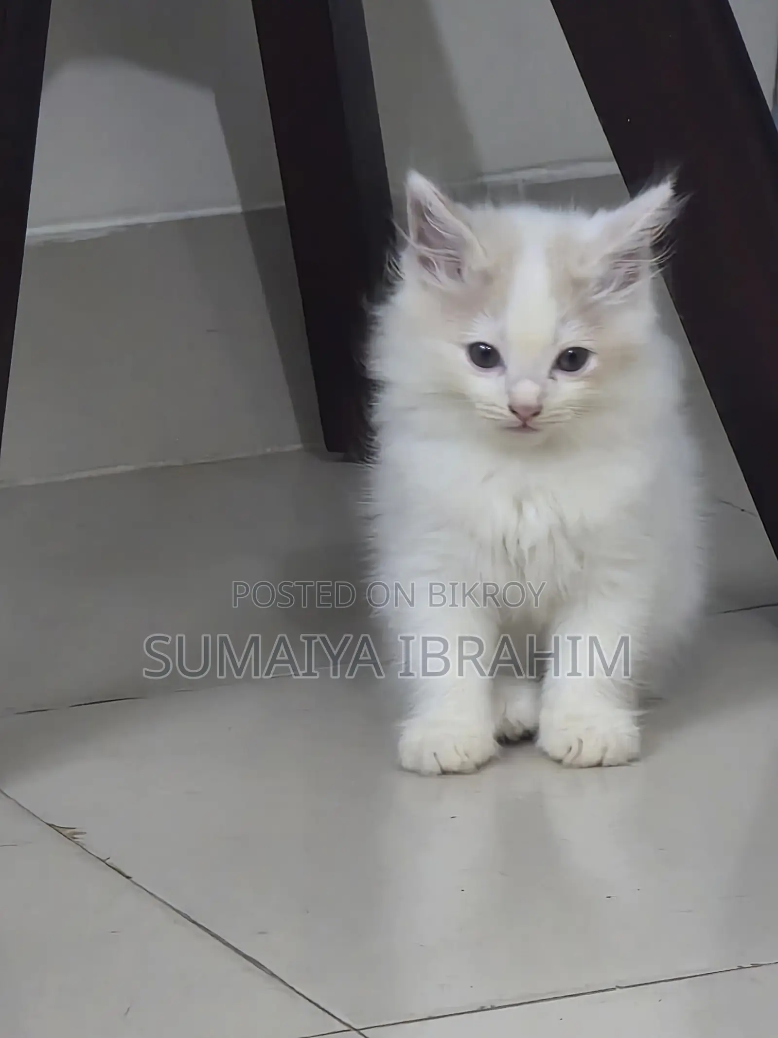১-৩ মাসের নর পিওরব্রেড পার্সিয়ান