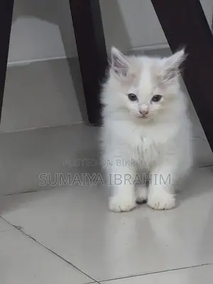 ১-৩ মাসের নর পিওরব্রেড পার্সিয়ান