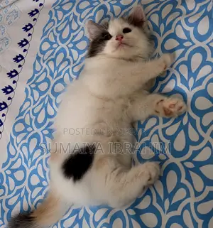১-৩ মাসের নর পিওরব্রেড পার্সিয়ান