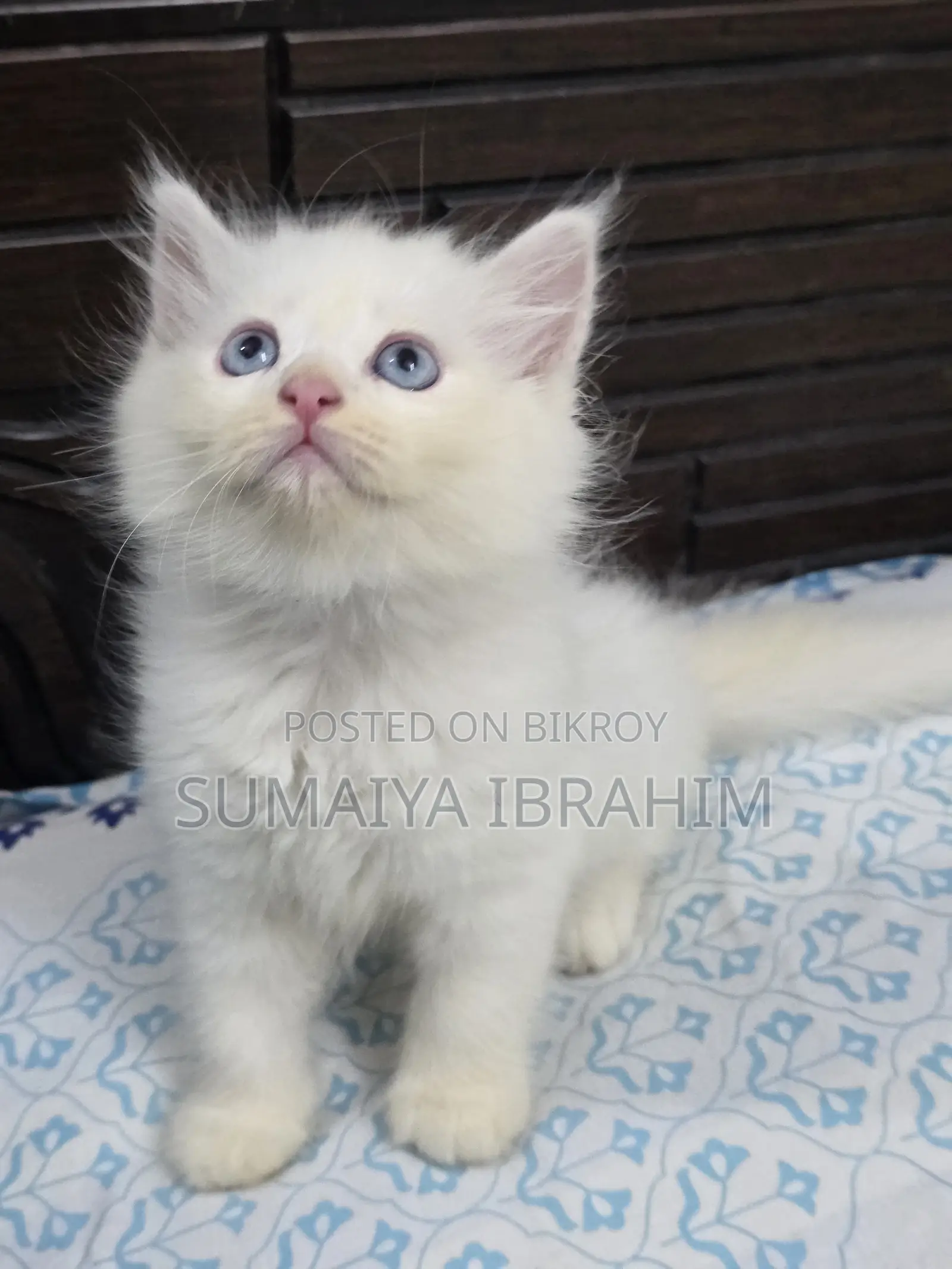 ১-৩ মাসের নর পিওরব্রেড পার্সিয়ান