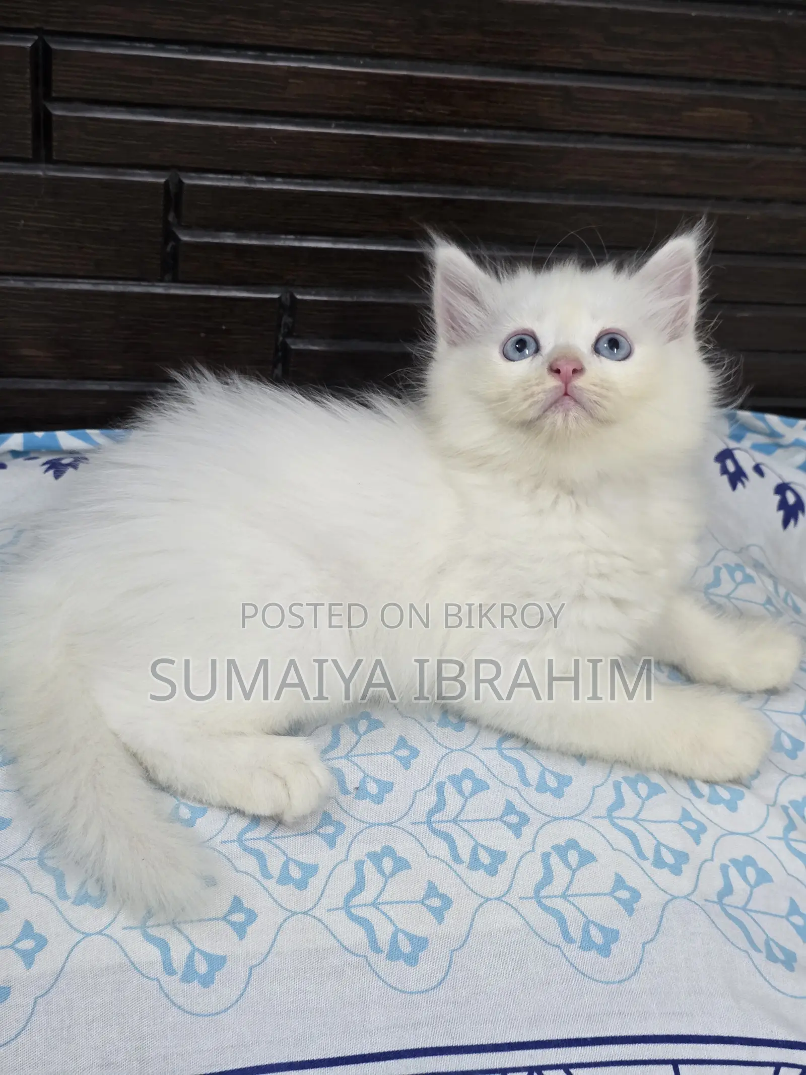 ১-৩ মাসের নর পিওরব্রেড পার্সিয়ান