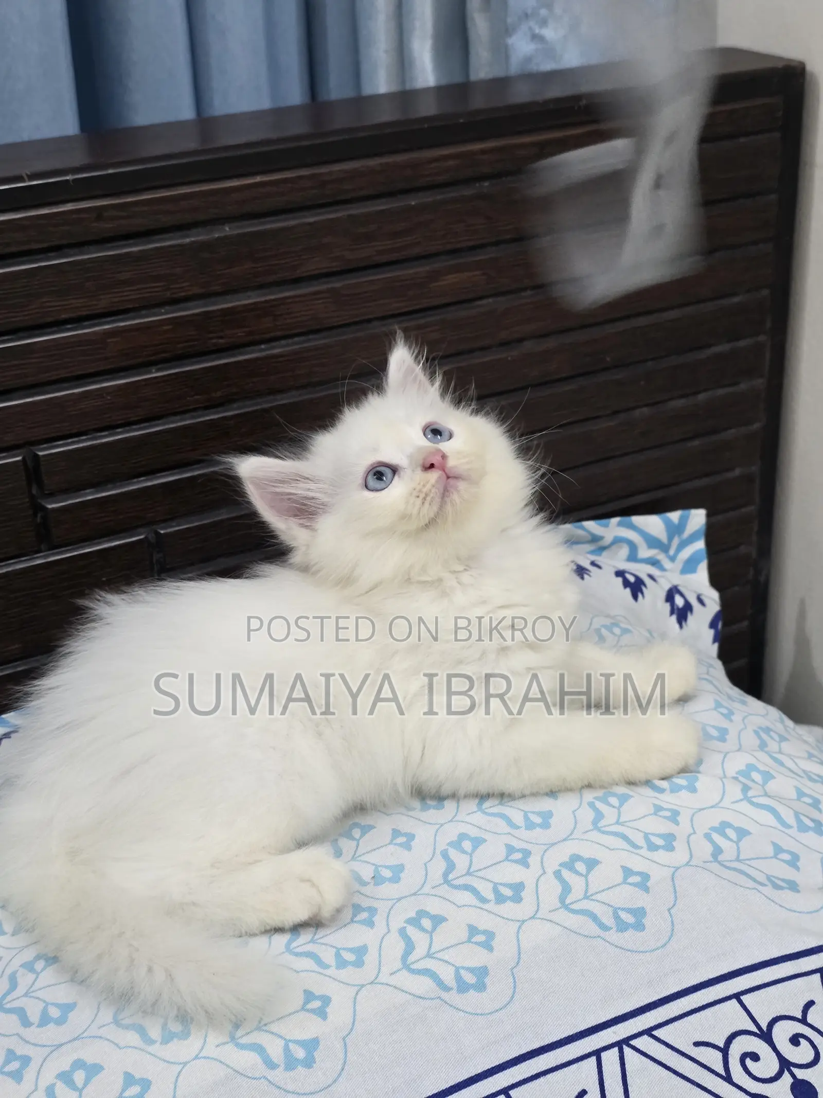 ১-৩ মাসের নর পিওরব্রেড পার্সিয়ান