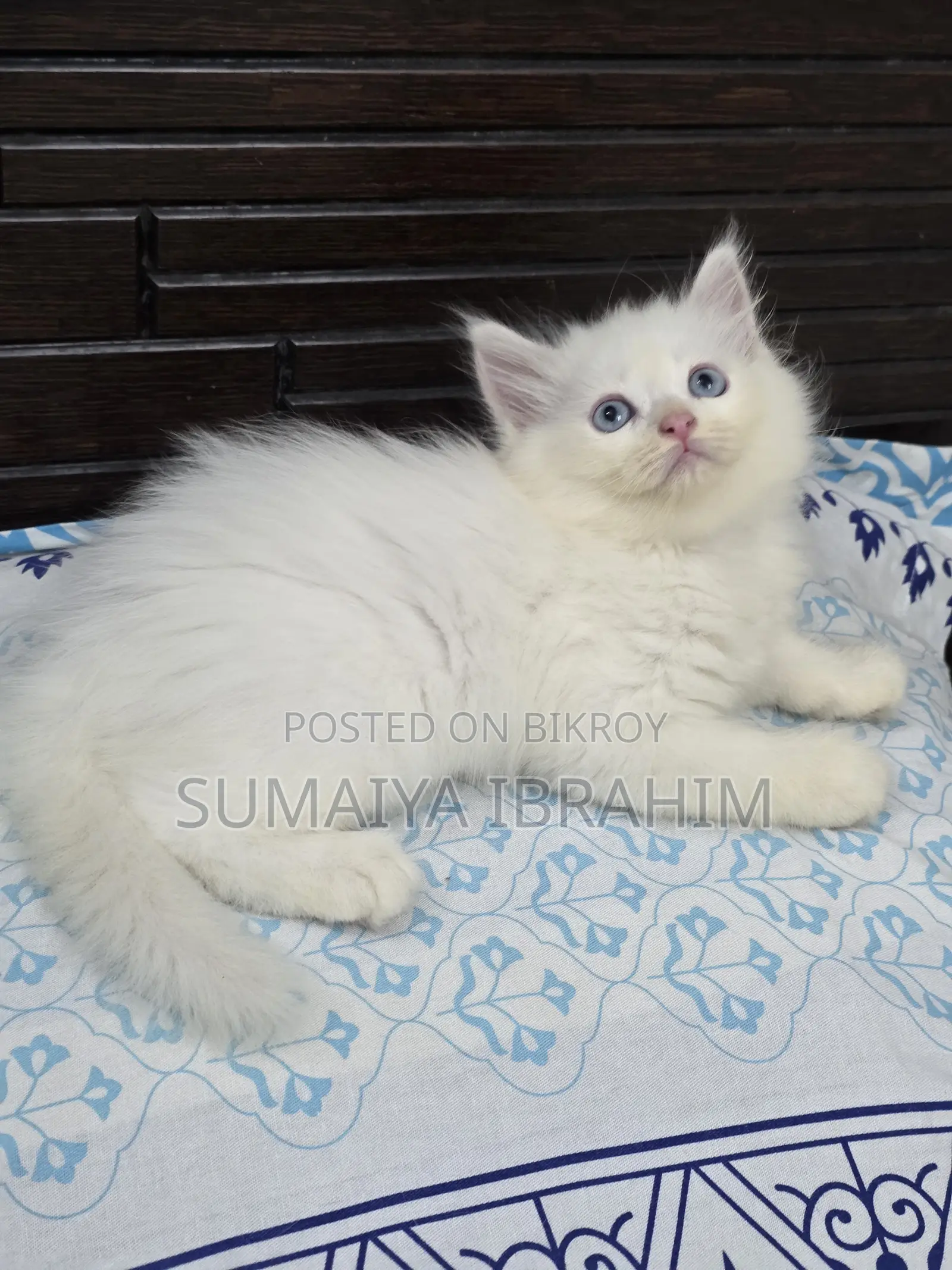 ১-৩ মাসের নর পিওরব্রেড পার্সিয়ান
