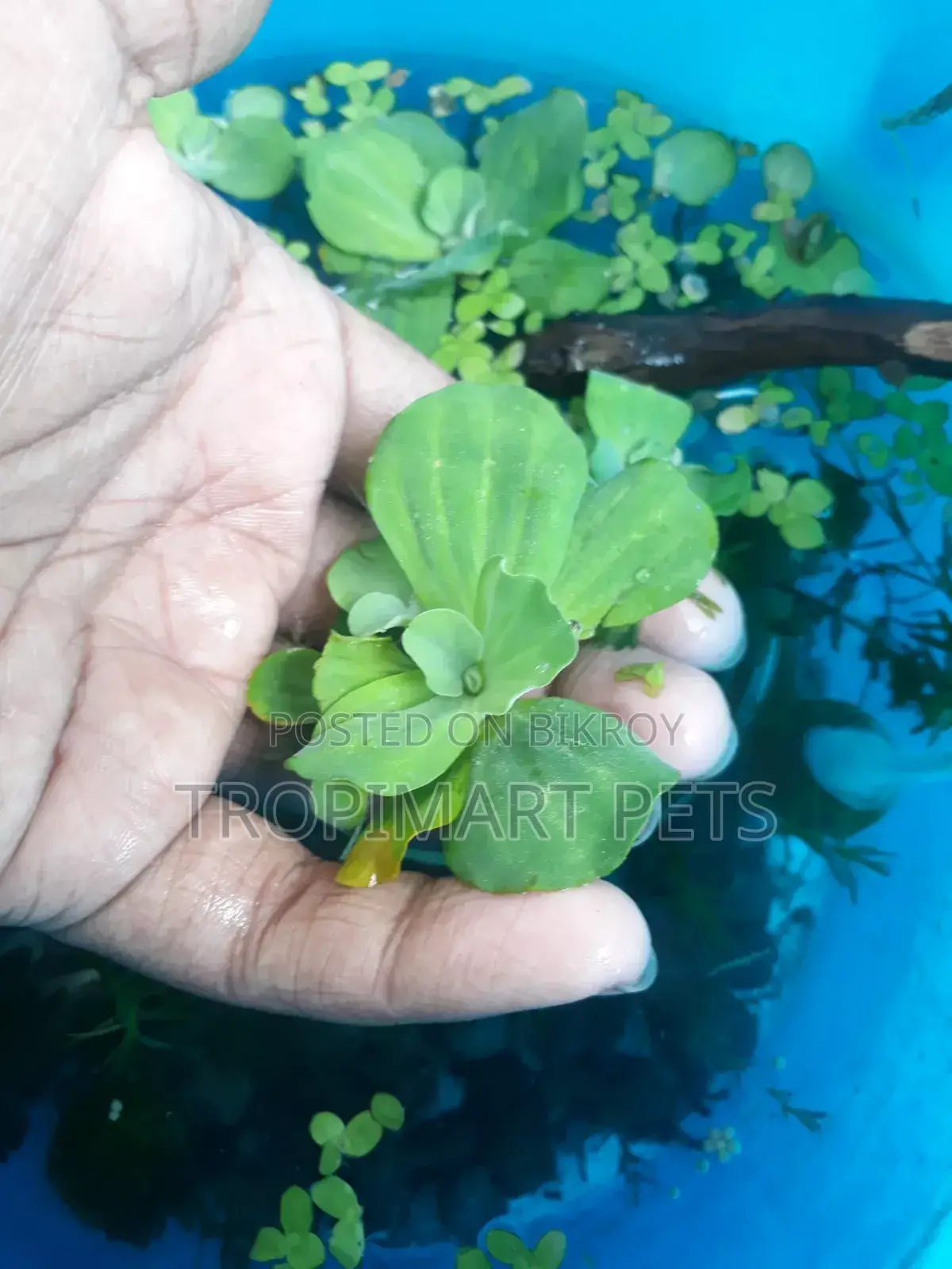 ৫ পিস হেলদি অ্যাকোরিয়াম প্ল্যান্ট ওয়াটার লেটুস।