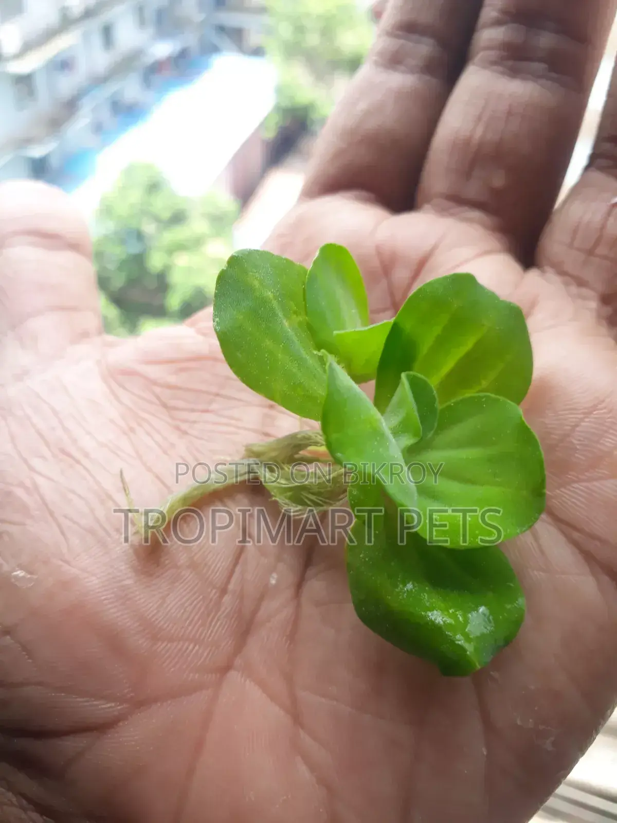 ৫ পিস হেলদি অ্যাকোরিয়াম প্ল্যান্ট ওয়াটার লেটুস।