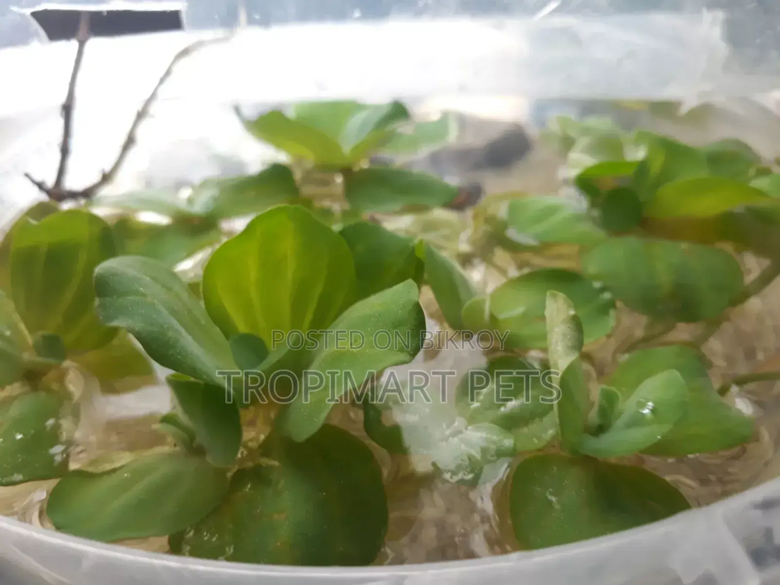 ৫ পিস হেলদি অ্যাকোরিয়াম প্ল্যান্ট ওয়াটার লেটুস।