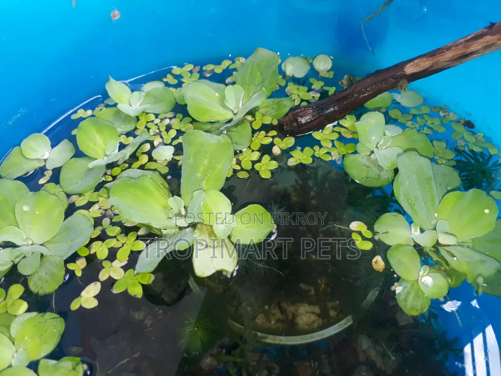 ৫ পিস হেলদি অ্যাকোরিয়াম প্ল্যান্ট ওয়াটার লেটুস।
