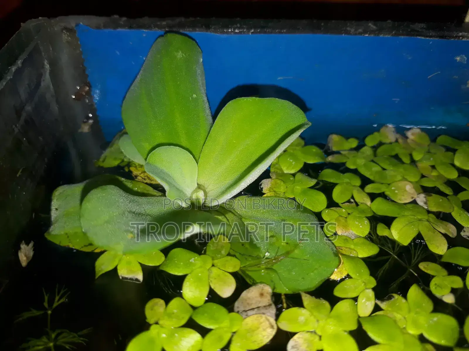 ৫ পিস হেলদি অ্যাকোরিয়াম প্ল্যান্ট ওয়াটার লেটুস।