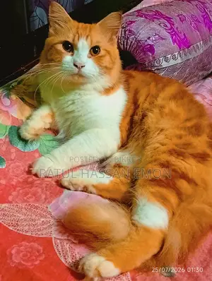 ১+ বছরের পুরুষ পিওরব্রেড পার্সিয়ান