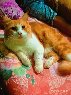 ১+ বছরের পুরুষ পিওরব্রেড পার্সিয়ান বিড়াল