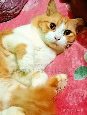১+ বছরের পুরুষ পিওরব্রেড পার্সিয়ান বিড়াল