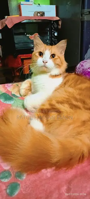 ১+ বছরের পুরুষ পিওরব্রেড পার্সিয়ান বিড়াল