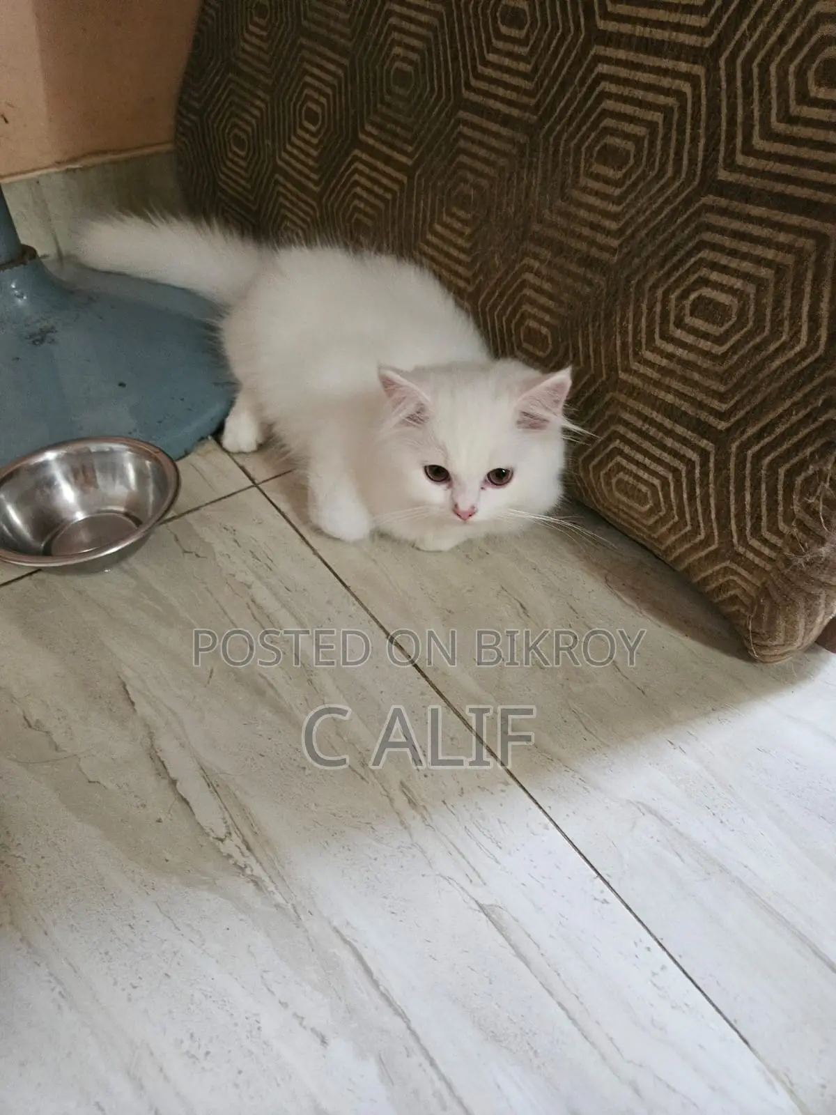 6-12 Months Male Purebred Persian