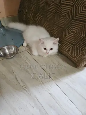 6-12 Months Male Purebred Persian
