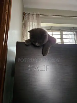 6-12 Months Male Purebred Persian
