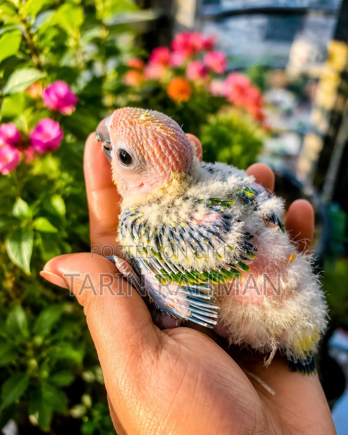 Sun Conure Baby