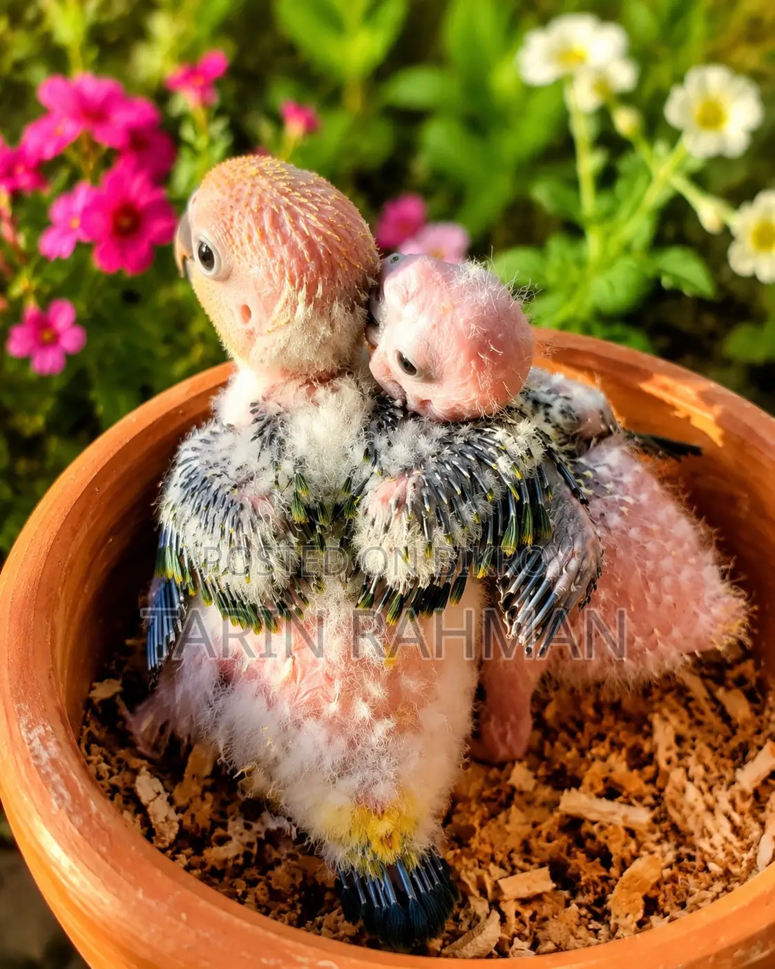 Sun Conure Baby
